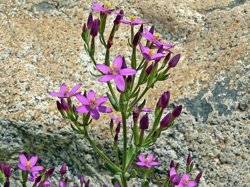 Centaurium erythraea subsp. erythraea